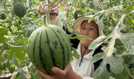 靖江小网红吃瓜pdf,揭秘背后真相与网络热议