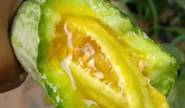 夸克吃网红的瓜,夸克探秘美食江湖